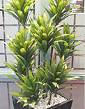plants